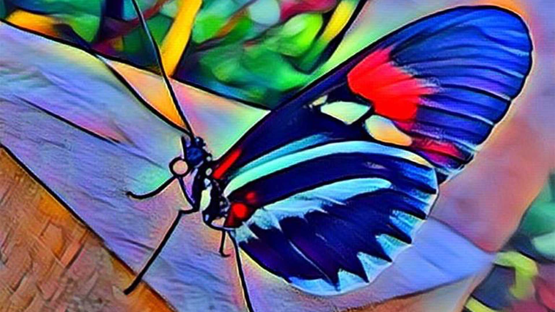 Butterfly
